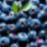 A close-up view of Augason Farms blueberries showcasing their vibrant color and texture.