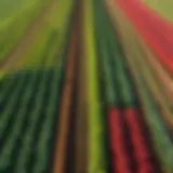 A vibrant landscape showcasing diverse crops