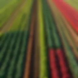 A vibrant landscape showcasing diverse crops