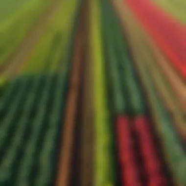 A vibrant landscape showcasing diverse crops