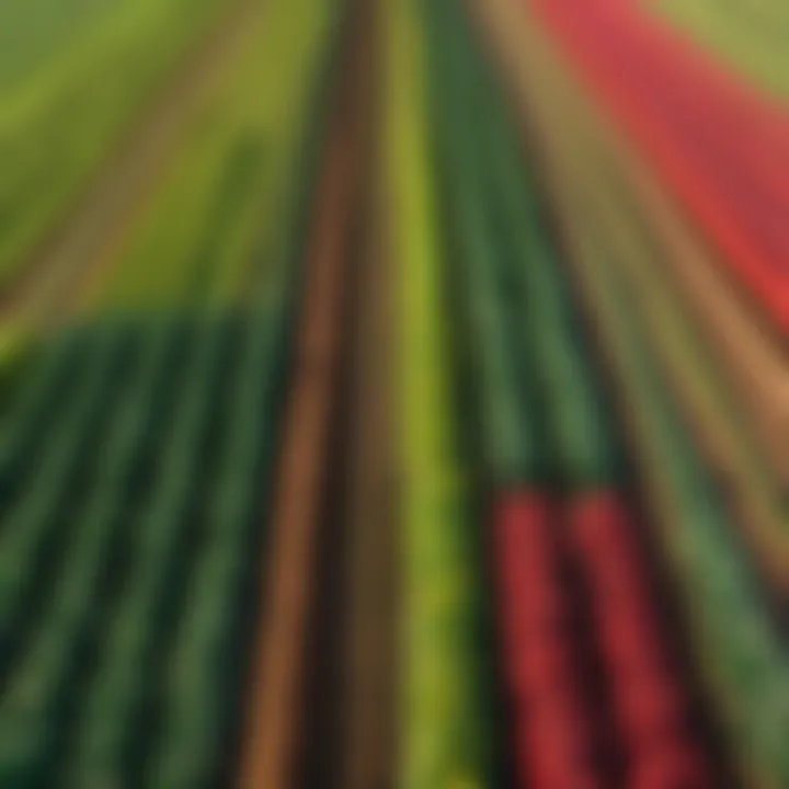 A vibrant landscape showcasing diverse crops
